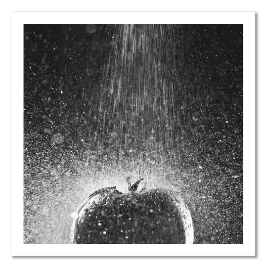 Canvas Print Tomato Grey Vegetable Water