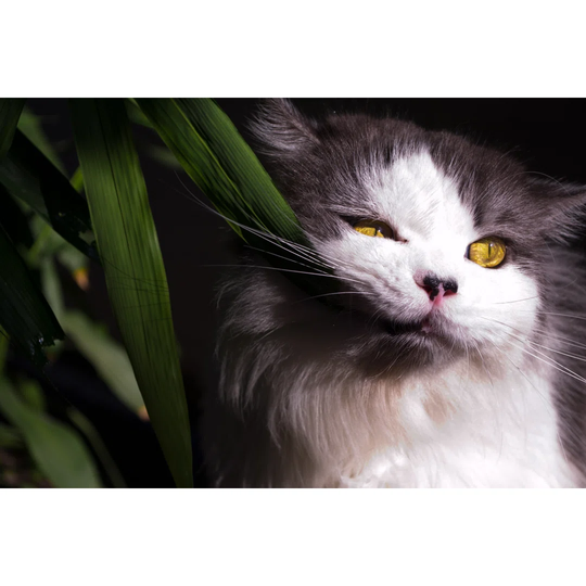 The Persian Cat