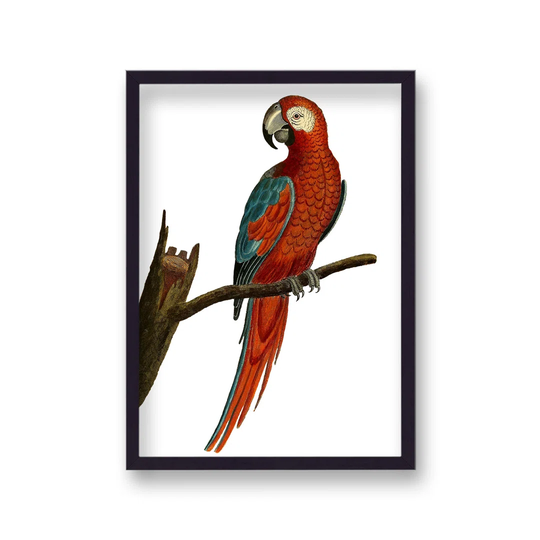 Vibrant Red Parrot Vintage by Vouvart - Picture Frame Graphic Art