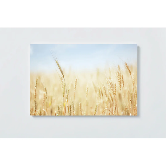 Wheat Field Magnetic Wall Mounted Cork Board