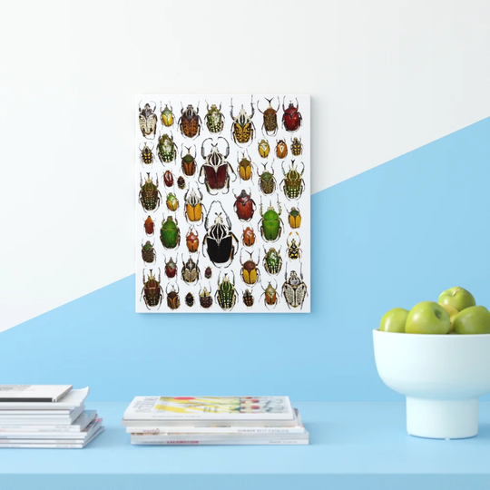 Flower Beetle Poster Cetonidae - Graphic Art Print
