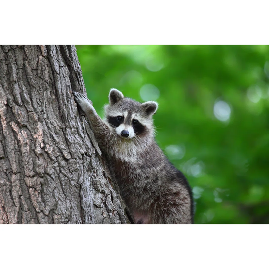 Raccoon Climbing a Tree Looking at Camera by Bukharova - Wrapped Canvas Photograph