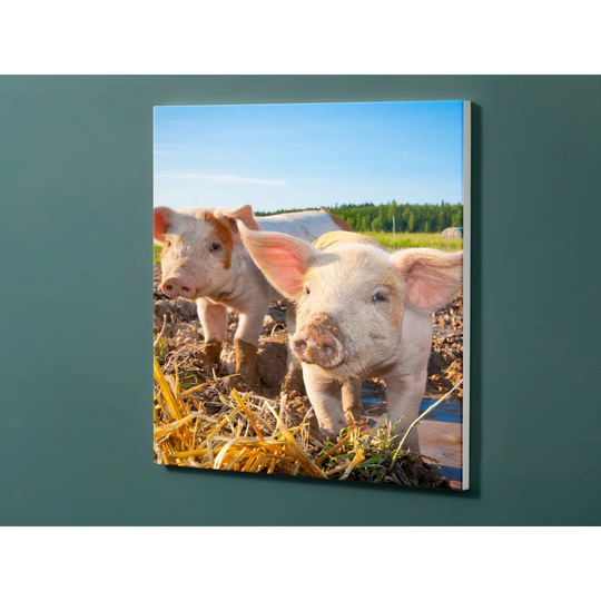 Notiz Motive Piglet Pigs Magnetic Wall Mounted Cork Board
