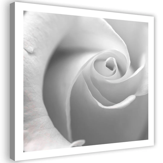 Canvas Print White Rose Macro