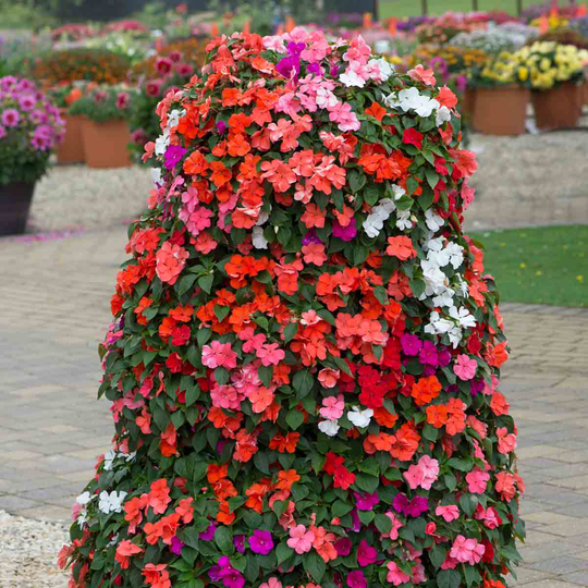 YouGarden Busy Lizzie 'Imara' Plant