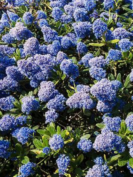 Ceanothus Concha