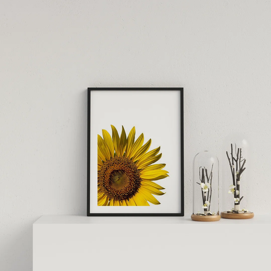 Yellow Sunflower on White Background by Vouvart - Picture Frame Graphic Art