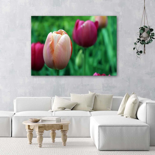 Canvas Print Tulip Pink Flowers