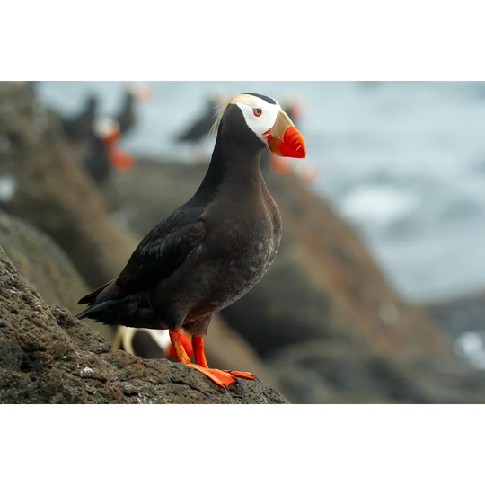 Tufted Puffin