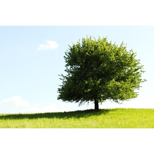 Tree On Green Field