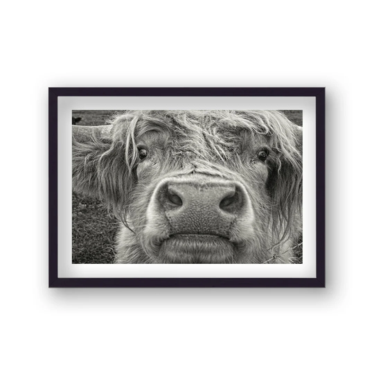 Friendly Highland Cow B&W by Vouvart - Picture Frame Photograph