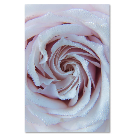 Canvas Print, White Flowers 16426