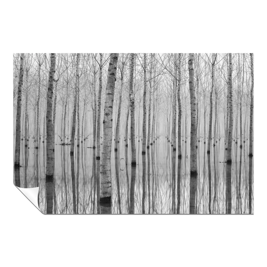Panther Print Fine Art Prints Birch Trees Reflection On Water Artistic Unframed Poster, Pictures For Home Walls, Bedroom, Living Room & Bathroom Decor