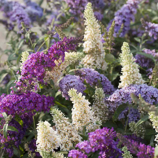 YouGarden Troicolour Buddleia Butterfly Bush in 2L Pot