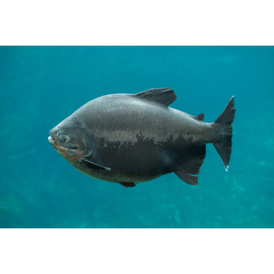 Tambaqui (Colossoma Macropomum)