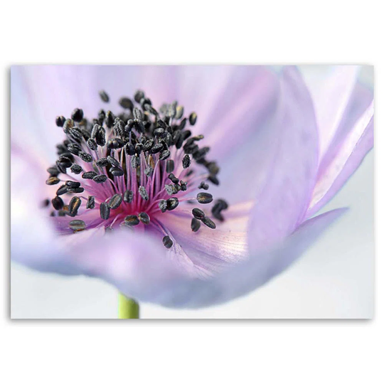 Canvas Print Purple Flower Nature Macro