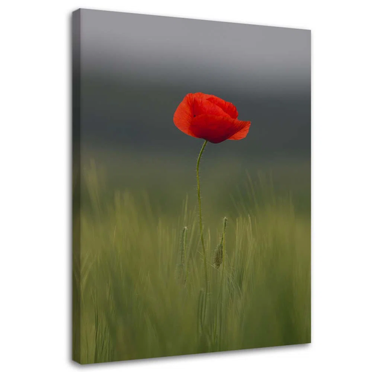 Canvas Print Poppy Field Nature
