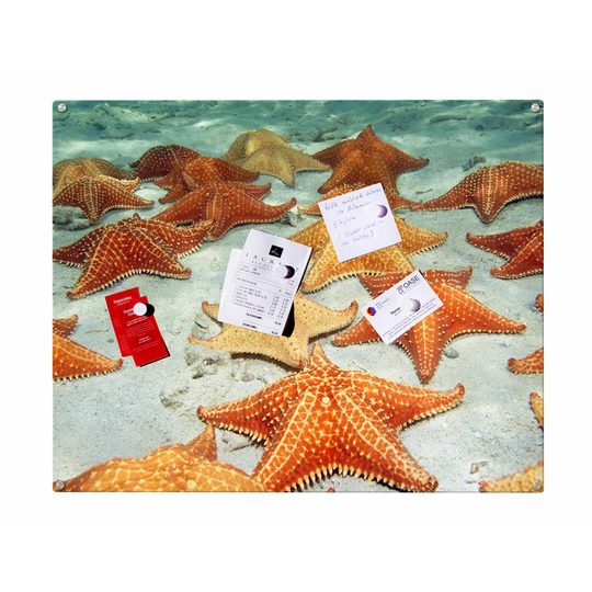 Starfishes Magnetic Wall Mounted Photo Memo Board