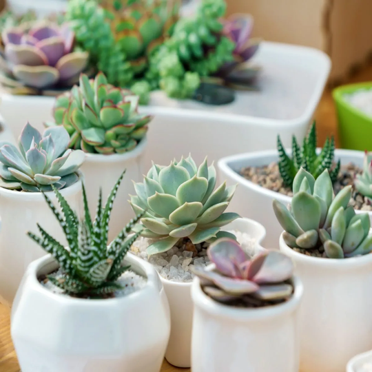 YouGarden Mixed Indoor Succulents 6 Plants In 5.5Cm Grow Pots