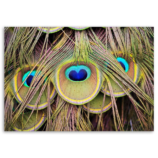 Canvas Print Colourful Peacock Feathers