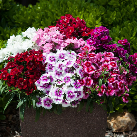 You Garden YouGarden Dianthus Gem Garden Ready Plants