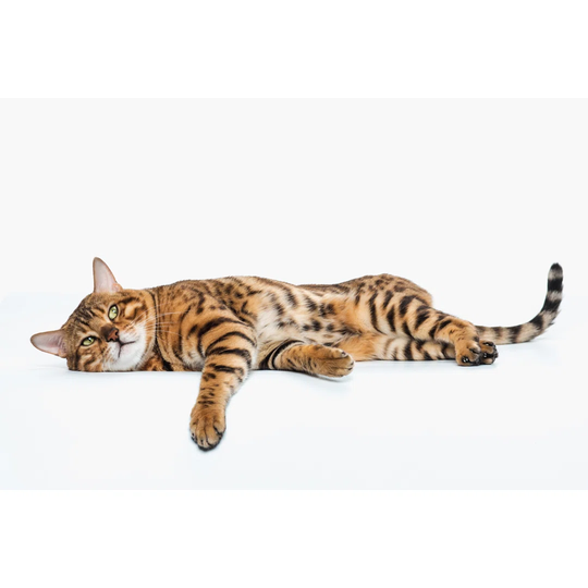 The Gold Bengal Cat