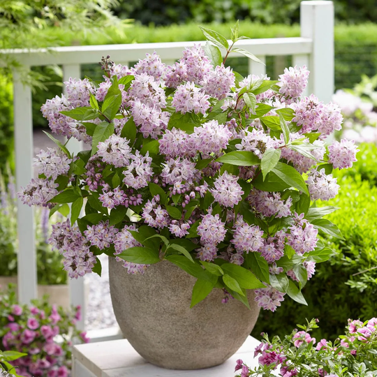Yougarden Deutzia Hybrida 'raspberry Sundae'