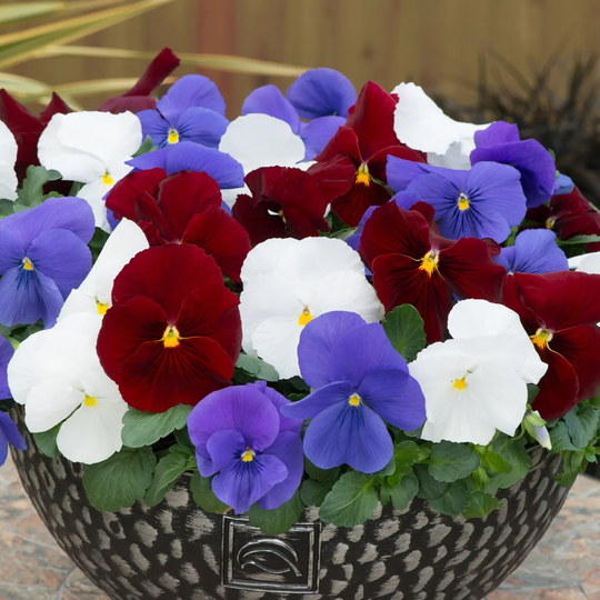 You Garden YouGarden Pansy Matrix Britannia Garden Ready Plants